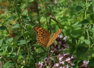 Cengaver (Argynnis paphia)