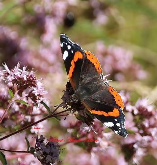 Atalanta (Vanessa atalanta)