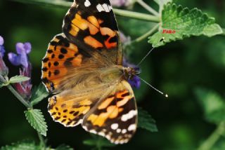 Diken Kelebei (Vanessa cardui)