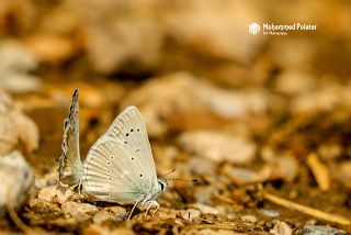 okgzl Dafnis (Polyommatus daphnis)