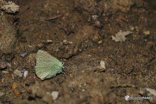Anadolu Zmrt (Callophrys paulae)