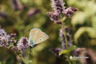 okgzl Meneke Mavisi (Polyommatus thersites)