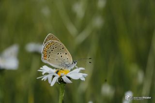 Ate Bakr Gzeli (Lycaena candens)