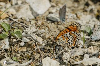 Trkistan parhan (Melitaea arduinna)