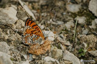 T�rkistan �parhan�&nbsp;(Melitaea&nbsp;arduinna)