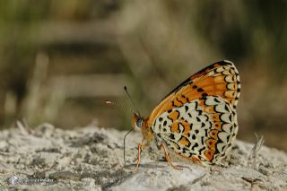 T�rkistan �parhan�&nbsp;(Melitaea&nbsp;arduinna)