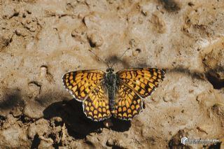 Benekli Byk parhan (Melitaea phoebe)