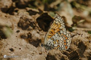 Benekli Byk parhan (Melitaea phoebe)