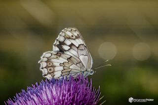 Azeri Melikesi&nbsp;(Melanargia&nbsp;hylata)