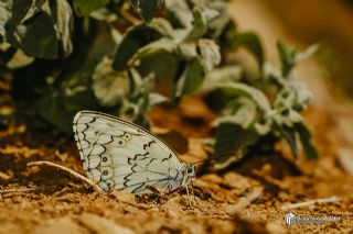 Azeri Melikesi&nbsp;(Melanargia&nbsp;hylata)