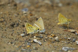 Gm Benekli Zpzp (Hesperia comma)