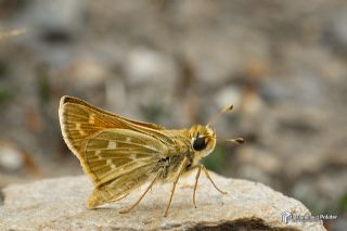 Gm Benekli Zpzp (Hesperia comma)