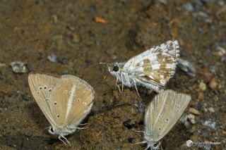 G�zel Z�pz�p&nbsp;(Pyrgus&nbsp;cinarae)