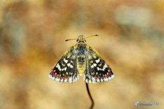 K�z�l Z�pz�p&nbsp;(Spialia&nbsp;orbifer)