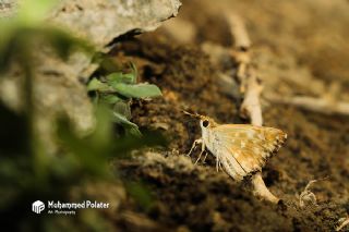 Hatmi Zpzp (Carcharodus alceae)