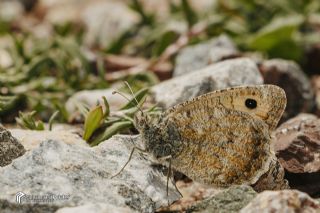 Da Yalanccads (Pseudochazara beroe)