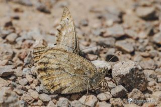 Da Yalanccads (Pseudochazara beroe)