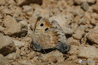 Da Yalanccads (Pseudochazara beroe)