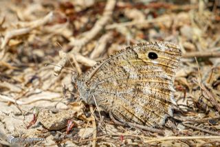 Levantin Yalanc�cad�s�&nbsp;(Pseudochazara&nbsp;pelopea)