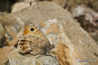 Da Yalanccads (Pseudochazara beroe)