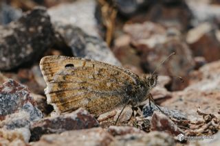 Da Yalanccads (Pseudochazara beroe)