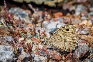 Osmanl� Yalanc�cad�s�&nbsp;(Pseudochazara&nbsp;mamurra)