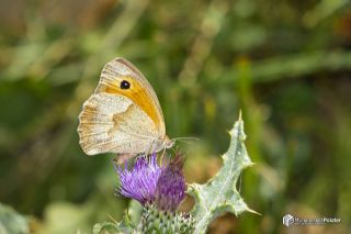 ? Tan�ms�z T�r&nbsp;(n/a&nbsp;NA)