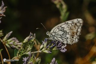 Uygur Melikesi (Melanargia russiae)