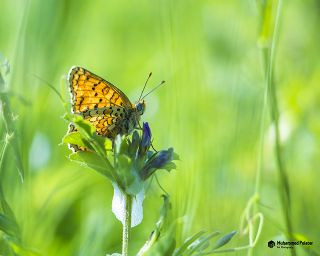 Benekli Byk parhan (Melitaea phoebe)