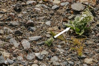 Doruklarn Beneklimelei (Pontia callidice)