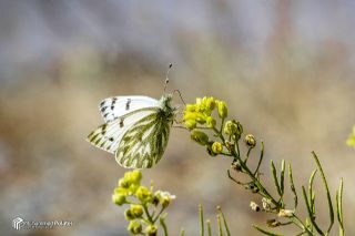 Doruklarn Beneklimelei (Pontia callidice)
