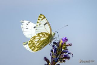 Doruklarn Beneklimelei (Pontia callidice)