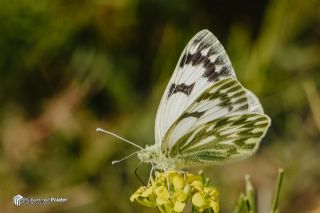 Doruklarn Beneklimelei (Pontia callidice)