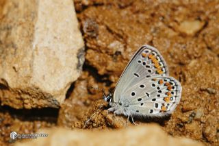 Doulu Esmergz (Plebejus carmon)