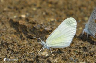 Narin Orman Beyaz�&nbsp;(Leptidea&nbsp;sinapis)