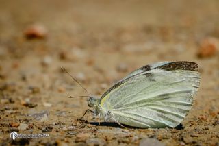 Byk Beyazmelek  (Pieris brassicae)