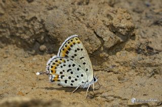 Frat Bakr Gzeli (Margelycaena euphratica )