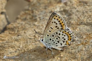 Frat Bakr Gzeli (Margelycaena euphratica )