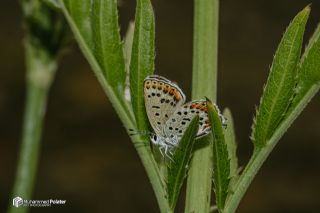 Frat Bakr Gzeli (Margelycaena euphratica )