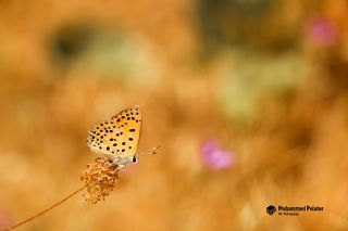 Alev Ate�g�zeli&nbsp;(Lycaena&nbsp;kefersteinii)