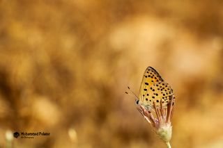 Alev Ate�g�zeli&nbsp;(Lycaena&nbsp;kefersteinii)