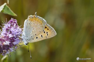 Da� Ate�i&nbsp;(Lycaena&nbsp;thetis)