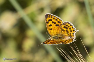 Da� Ate�i&nbsp;(Lycaena&nbsp;thetis)