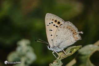 Da Atei (Lycaena thetis)