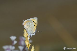 Da� Ate�i&nbsp;(Lycaena&nbsp;thetis)