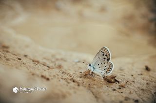 Anadolu Turan Mavisi&nbsp;(Turanana&nbsp;panagaea)