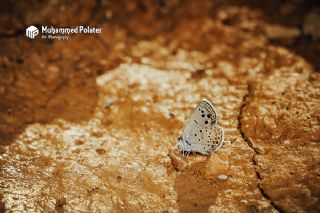 Anadolu Turan Mavisi&nbsp;(Turanana&nbsp;panagaea)