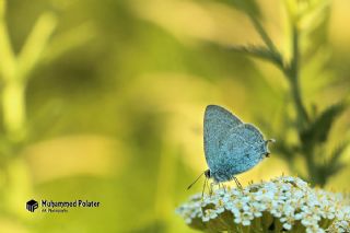 Mavi Sevbeni&nbsp;(Satyrium&nbsp;armenum)
