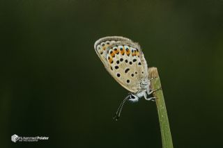 Do�ulu Esmerg�z&nbsp;(Plebejus&nbsp;carmon)