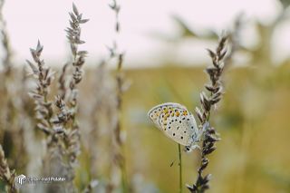 Doulu Esmergz (Plebejus carmon)